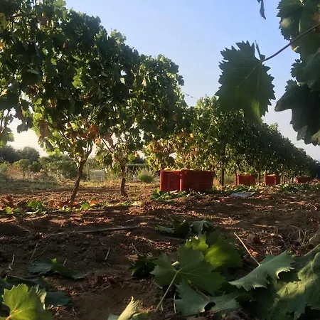 Serra Niedda & 리조트 *