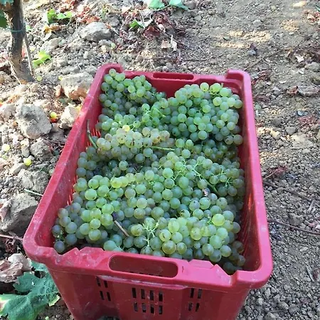 리조트 Serra Niedda & *